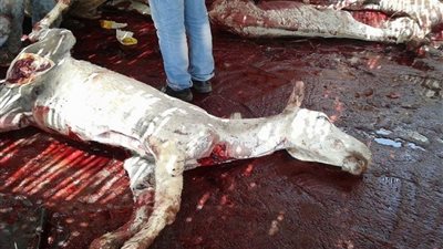 ارتفاع معدل ضبطيات 