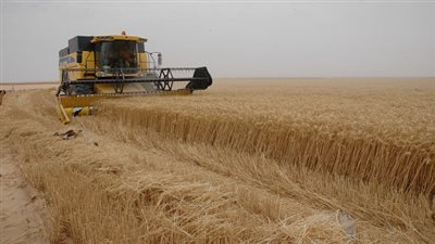 خبير زراعي: حصاد القمح من مشروع المليون فدان بداية لتحقيق الاكتفاء الذاتي
