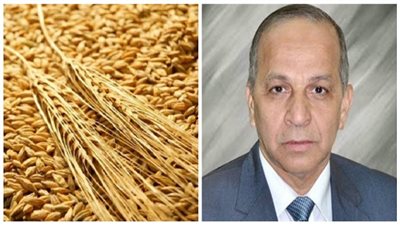 محافظ الوادي الجديد: حل مشكلات توريد القمح بالتنسيق مع التموين