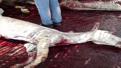 رئيس حي شرق مدينة نصر: الحمير المذبوحة خاصة بـ