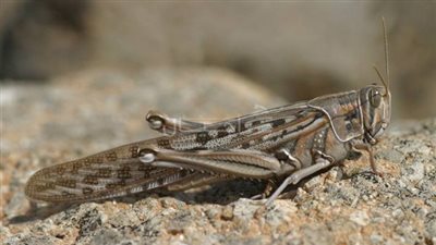 بالفيديو.. أنهار من حشرة الجراد تجتاح الطريق الساحلي للبحر الأحمر