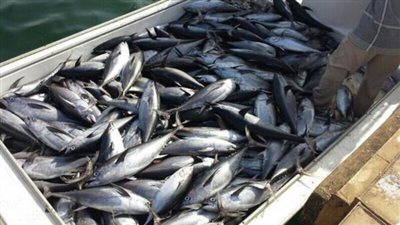 مبيعات أسماك التونة في العالم بلغت 42.2 مليار دولار خلال عام 2014