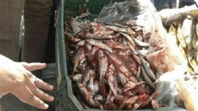 ضبط 130 كيلو فسيخ وسردين غير صالح للاستهلاك بالإسكندرية