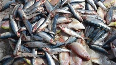 إعدام 571 كيلو أسماك مملحة فاسدة بالفيوم