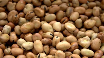 ارتفاع سعر طن الفول لـ10 آلاف جنيه مع اقتراب شهر رمضان