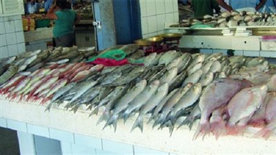 انخفاض أسعار أسماك 