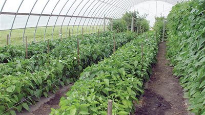 خبير اقتصادي: الاهتمام بالأبحاث الزراعية حل لأزمة غلاء الأسعار