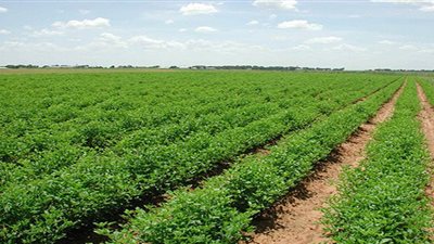 خبيراقتصادي: التنمية الزراعية والصناعية الحل لأزمة غلاء الأسعار