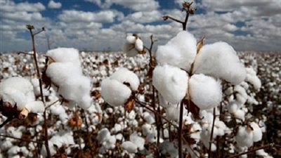 ننشر أسعار القطن بالمحافظات 