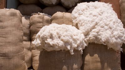 تباين أسعار القطن بالمحافظات.. والقنطار يسجل 1000 جنيه بالفيوم