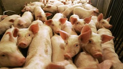 بلاغ للنائب العام لكشف حقيقة لحوم الخنازير بالمجمعات الاستهلاكية