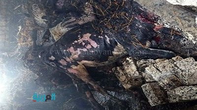 بالصور.. حريق يلتهم 11 رأس ماشية بكفر الشيخ 
