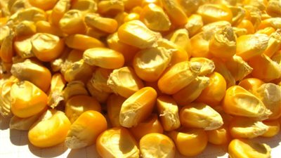 الذرة الصفراء يسجل 115 جنيهًا للجوال بالفيوم