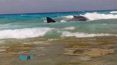 بالصور.. انتحار حوت على شاطئ الغرام بمطروح