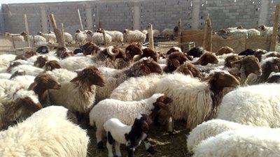 توزيع 3600 رأس ماشية بقيمة 49 مليونًا على 180 شابًا بأبنوب