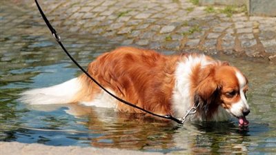 ارتفاع درجات الحرارة يهدد حياة 