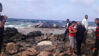 خبير: ظهور الحيتان بالشواطئ المصرية يؤثر إيجابيًا على السياحة