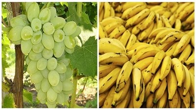 4.5 جنيه لكيلو الموز بـ