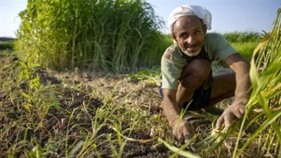 نقيب فلاحي الإسكندرية: المزارع المصري 