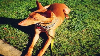 بالصور.. سلالة مصرية ضمن أغلى 10 كلاب عالميًا 