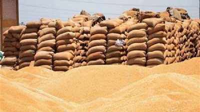 زراعة الجيزة: توريد 23 ألف طن قمح خلال هذا الشهر
