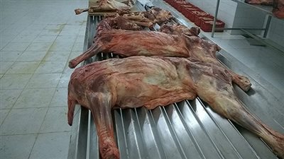 نقيب البيطريين بالإسكندرية: المحافظة خالية من لحوم الحمير