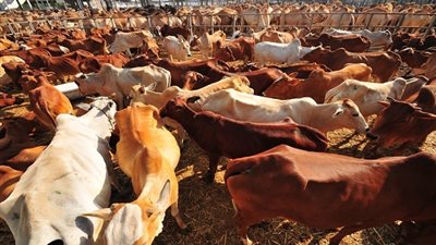 ميناء سفاجا يستقبل 1600 رأس ماشية حية