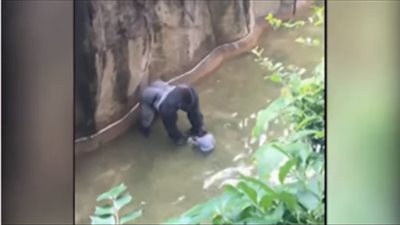 بالفيديو.. لحظة قتل غوريلا نادرة في أمريكا لإنقاذ حياة طفل