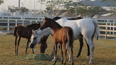 وزير الزراعة يصدر ضوابط جديدة لتصدير الخيول إلى السوق الأوروبية