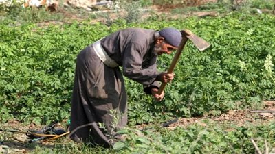 أزمة الأرز تطارد الحكومة وتهوي بالفلاح.. 