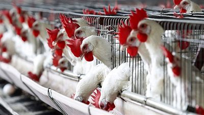 أسعار الدواجن تهزم جيوب المصريين.. الفراخ تسجل 31 جنيهًا بالإسكندرية مقابل 32 جنيهًا مذبوحة ومكيسة بالقاهرة.. مواطنة: 