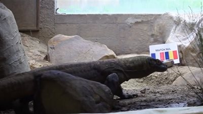 بالفيديو.. تعرف على السحلية 