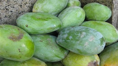 إجراءات التخلص من الآفات المسببة لمرض العفن الأسود بالمانجو