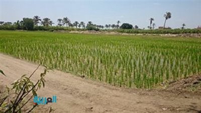 فلاحو القليوبية يتحدون قرار الحكومة بزراعة الأرز