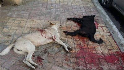 ظاهرة تفشي العنف البشري ضد الحيوان.. وخطورتها المستقبلية على المجتمع.. أبو الحسن: مؤشر على وجود مجرمين مستقبلًا.. فخري: تعكس مدى احتقار البشر.. الأزهر: رحمة الإسلام شملت الإنسان والحيوان