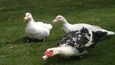 الثروة الداجنة: البط المسكوفي الملاذ الآمن من أسعار اللحوم