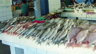 ثبات أسعار الأسماك بسوق العبور اليوم