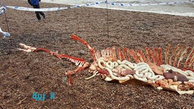 بالصور.. العثور على 