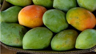 المانجو العويس تتراجع لـ14 جنيهًا بسوق العبور اليوم