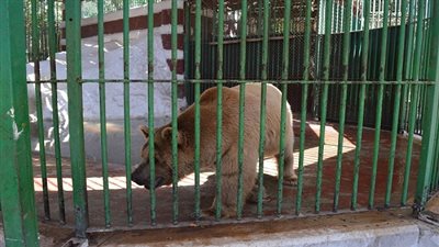  حديقة الحيوان: استيراد الدب الروسي لتفاعله مع المواطنين 