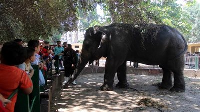 رئيس حدائق الحيوان: الفيل مهدد بالانقراض 