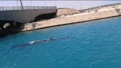 وزارة البيئة: فريق عمل لمساعدة  حوت 