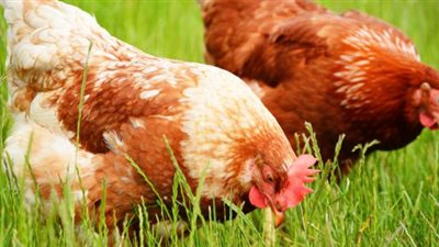 الدواجن البلدي تسجل 30 جنيهًا بالسويس و25.5 ببورسعيد