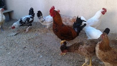 32 جنيهًا لكيلو الدواجن البلدي المبردة بالبحر الأحمر