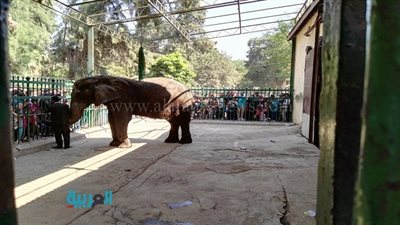 بالصور.. تجمهر رواد حديقة الحيوان أمام الفيل والغوريلا 