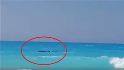 بالفيديو.. ظهور حوت جديد بأحد الشواطئ الشهيرة في الساحل الشمالي