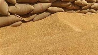 ننشر بيان كميات القمح المحلية الموردة لموسم 2016 بالجيزة 