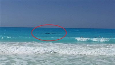 بالفيديو.. بعد إلقاء الحجارة عليه 