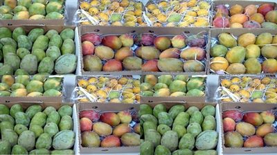 المانجو العويس ترتفع لـ16 جنيهًا بسوق العبور اليوم