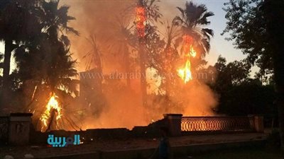 بالصور.. حريق هائل يلتهم أشجار كورنيش المعادي 